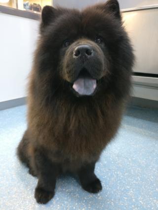 Vétérinaire Clinique Vétérinaire Oscar & Compagnie Goise 0