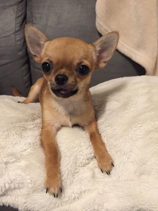 Vétérinaire Jean-François Bardet - Chirurgien vétérinaire 0