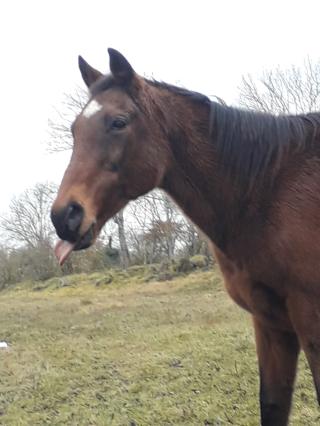 Vétérinaire Clinique Vétérinaire de Champradet 0