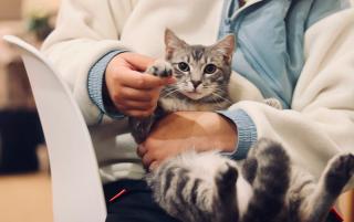 Vétérinaire Clinique Veterinaire Pradétane 0