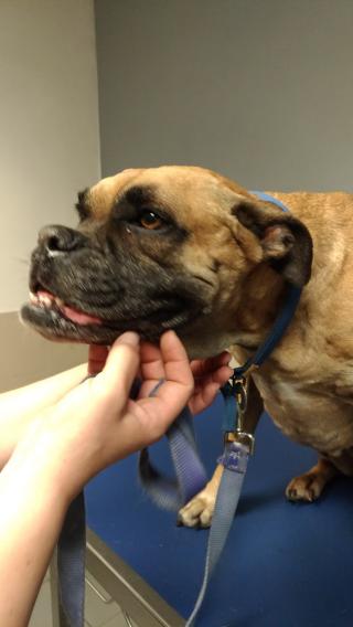 Vétérinaire Razaire Hervé 0