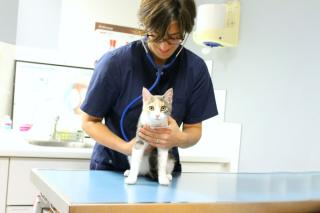 Vétérinaire Clinique Vétérinaires de la Bastide - Morlaàs 0