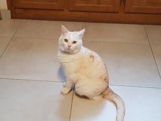 Vétérinaire Clinique Vétérinaire De La Crique 0