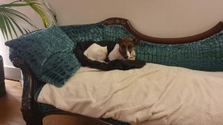 Vétérinaire Clinique Vétérinaire Du Bas Bugey 0