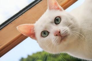 Vétérinaire Clinique Vétérinaire M.A. VET - Dr FONTAINE 2