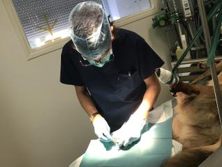 Vétérinaire Clinique vétérinaire du Dr Pejanovic 1