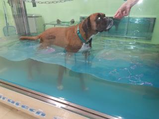 Vétérinaire ReeduCat & Dog Dr Hélène Fugier 1