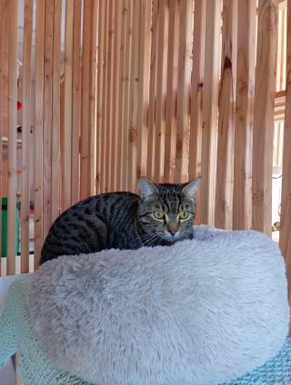 Vétérinaire Chat'caille 1