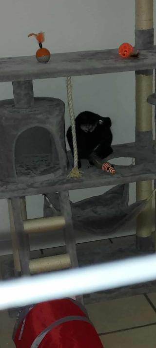 Vétérinaire le vahalla des chats 2