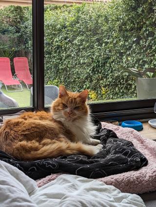 Vétérinaire Selarl Clinique Veterinaire Fabella 0
