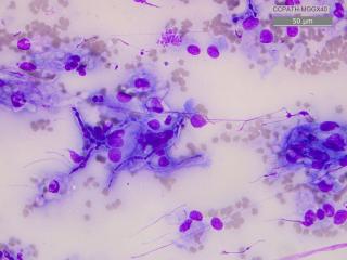 Vétérinaire CCPATH 0