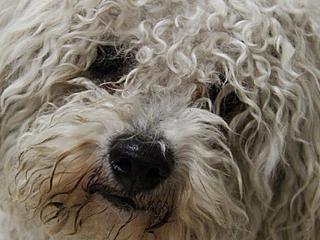 Vétérinaire Clinique Vétérinaire St Simon 0