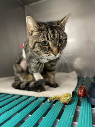 Vétérinaire Vet-Urgentys OUEST | Urgence Vétérinaire de Garde Toulouse 0