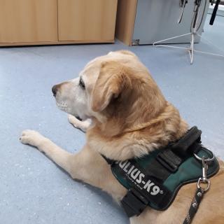 Vétérinaire Clinique Vétérinaire De Neudorf 0