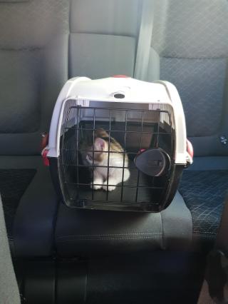 Vétérinaire Clinique Vétérinaire Berthelot du Dr Legrand 1