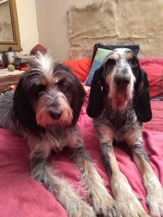 Vétérinaire Clinique vétérinaire de l'Esplanade 0