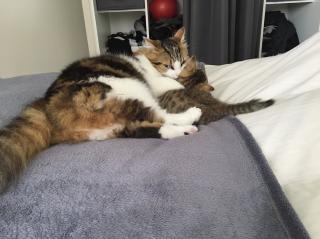 Vétérinaire Naturavet 0