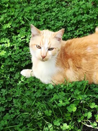 Vétérinaire Naturavet 0