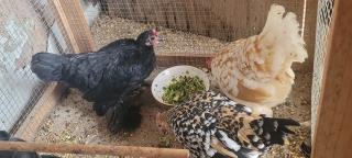 Vétérinaire CLINIQUE VETERINAIRE DES ROMAINS 2