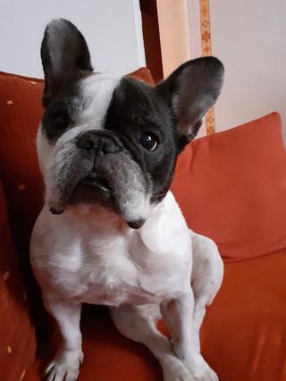 Vétérinaire UCVet - Urgences et Consultants Vétérinaires 0