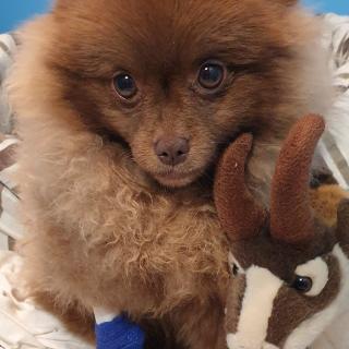 Vétérinaire UCVet - Urgences et Consultants Vétérinaires 0