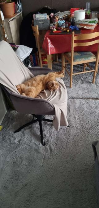 Vétérinaire Cabinet Vétérinaire Maisons Neuves Dr Meyer 1