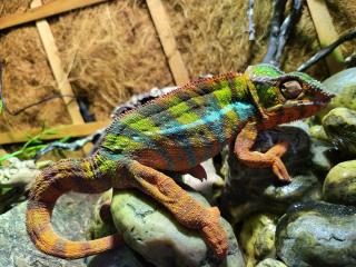 Vétérinaire Centre Hospitalier Universitaire Vétérinaire 1