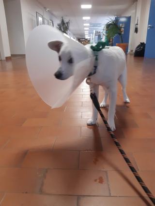 Vétérinaire Centre Hospitalier Universitaire Vétérinaire 0