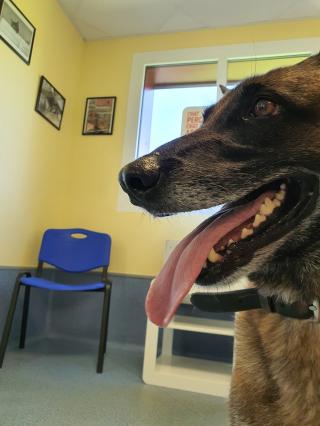 Vétérinaire Clinique Vétérinaire Lonchay Soete 0