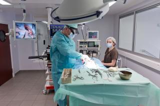 Vétérinaire Clinique vétérinaire AniCura Zebrasoma 0