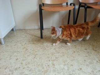 Vétérinaire Famose Franck 0