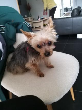 Vétérinaire Clinique Vétérinaire Plaisance Véto 0