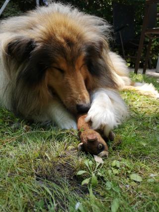 Vétérinaire Cabinet vétérinaire des Colombes 0