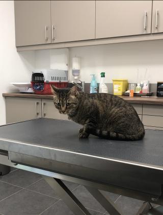 Vétérinaire Clinique Vétérinaire du Grand Paris Orly - NAC - scanner vétérinaire 0