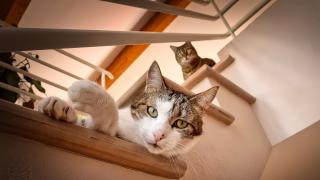 Vétérinaire Clinique Vétérinaire du Bournet 1