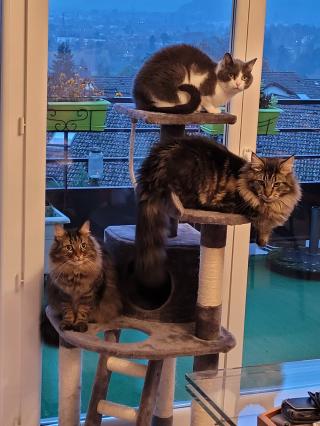 Vétérinaire Clinique Vétérinaire du Bournet 2