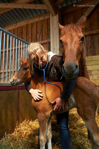 Vétérinaire Vet'Eq, vétérinaires équins à domicile 1