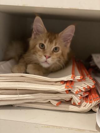 Vétérinaire VETINPARIS - URGENCES vétérinaires Paris 24/24 et 7/7 0