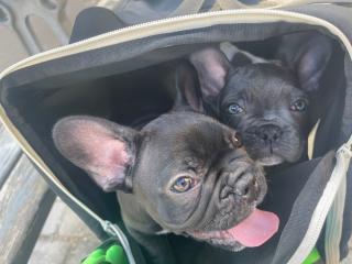 Vétérinaire Clinique Vétérinaire Zakine & Compagnie 0