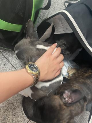 Vétérinaire Clinique Vétérinaire Zakine & Compagnie 0