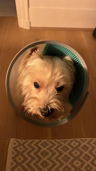 Vétérinaire Clinique Vétérinaire AniCura Paris III 0