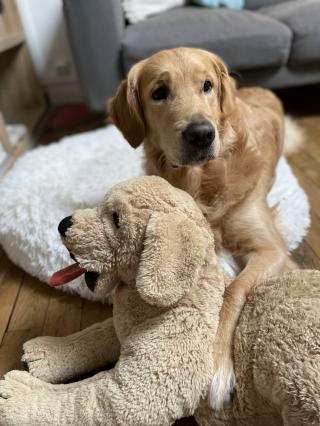 Vétérinaire CLINIQUE VETERINAIRE GUILLOTIERE 0
