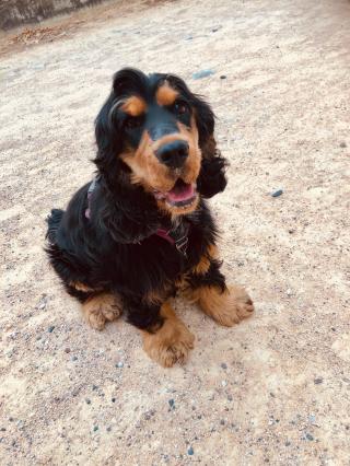 Vétérinaire Kirchner Stanislas Franck 0