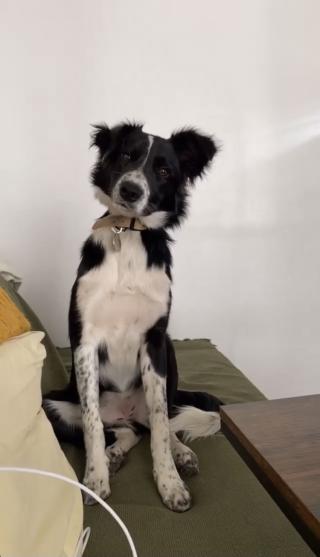 Vétérinaire Kirchner Stanislas Franck 0