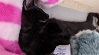 Vétérinaire Kirchner Stanislas Franck 0