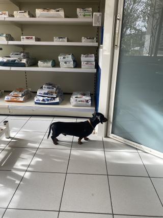 Vétérinaire Clinique Vétérinaire de Champagne au Mont d'Or 0