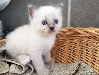 Vétérinaire Vétérinaire Marseille - Clinique du Tellène - 13007 1