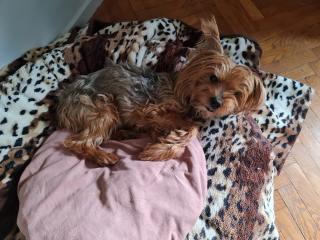 Vétérinaire Vétérinaire Marseille - Clinique du Tellène - 13007 2