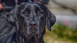 Vétérinaire clinique vétérinaire de Château Gombert 0