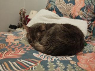 Vétérinaire Clinique Vétérinaire de Saint-Barnabé 0